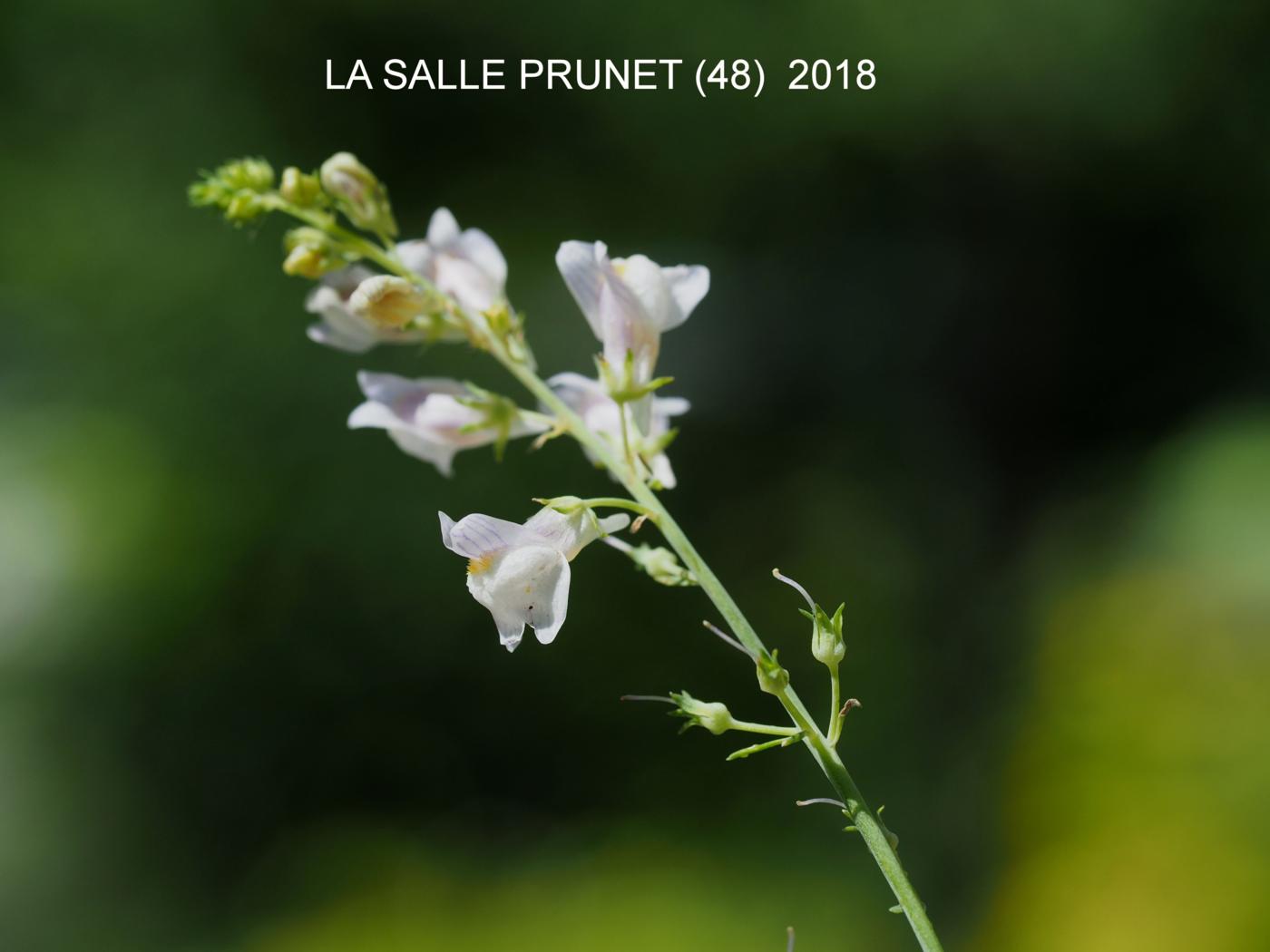 Toadflax, Pale flower